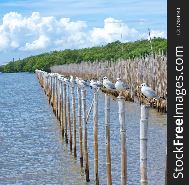 Seagull Standing On Bamboo Wood