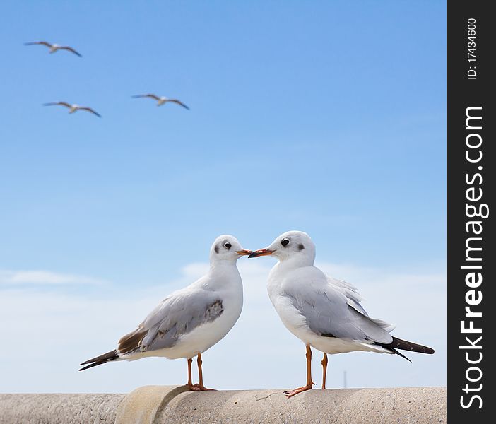 Seagull Standing On Concrete