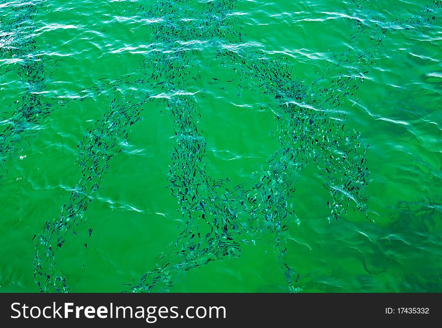 Fish School In The Red Sea