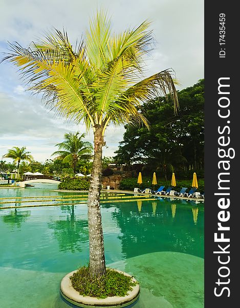 Coconut tree in a resort swimming pool
