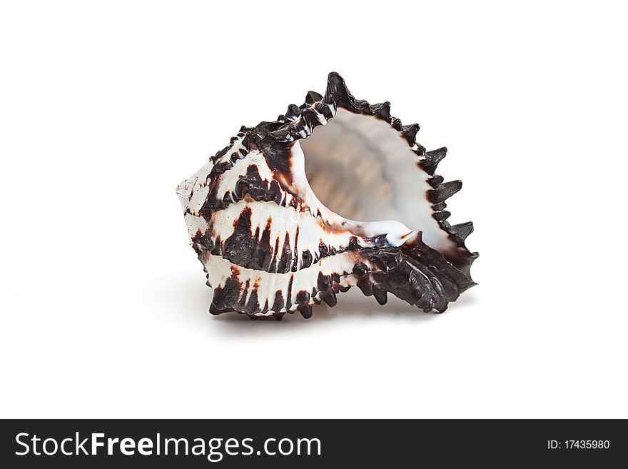 Sea shell isolated on the white background. Sea shell isolated on the white background.