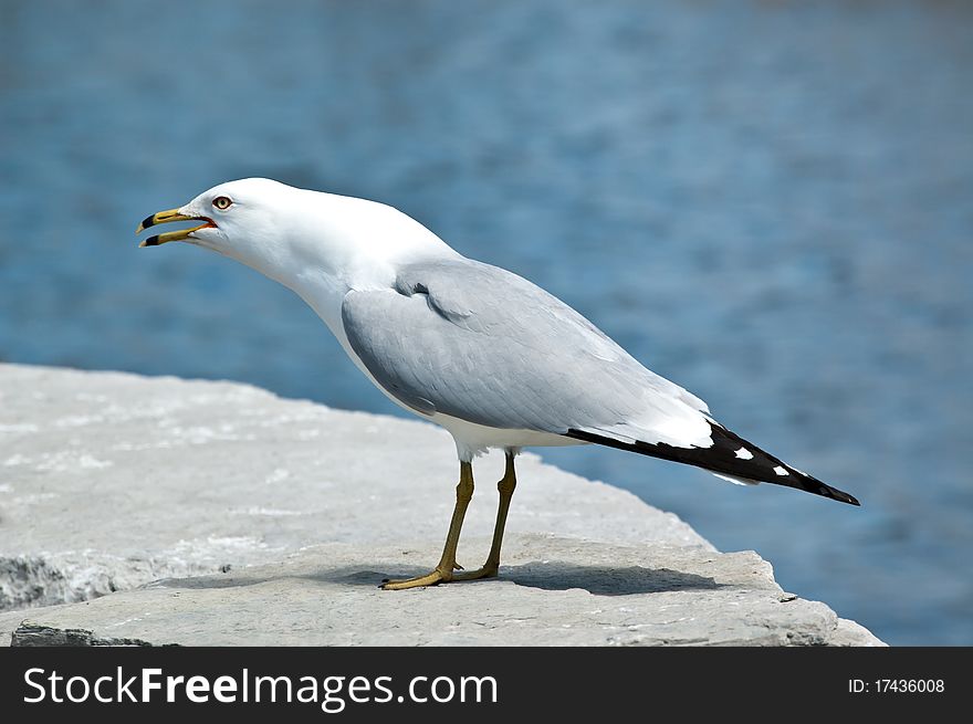 A noisy Ring-billed gull stands screeching on a rock with a blue pond in the background. A noisy Ring-billed gull stands screeching on a rock with a blue pond in the background.