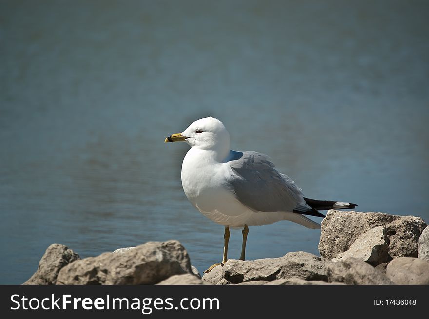 Ring-billed Gull Standing On A Rock