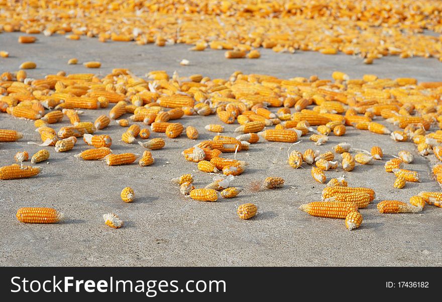 Corn On The Ground