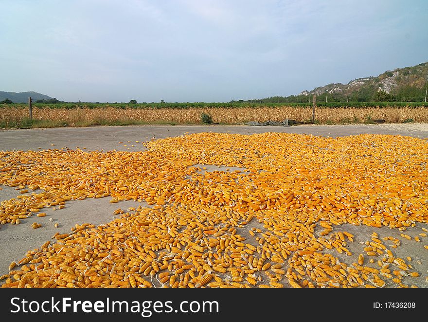 Dry Corn on the Ground in Thailand