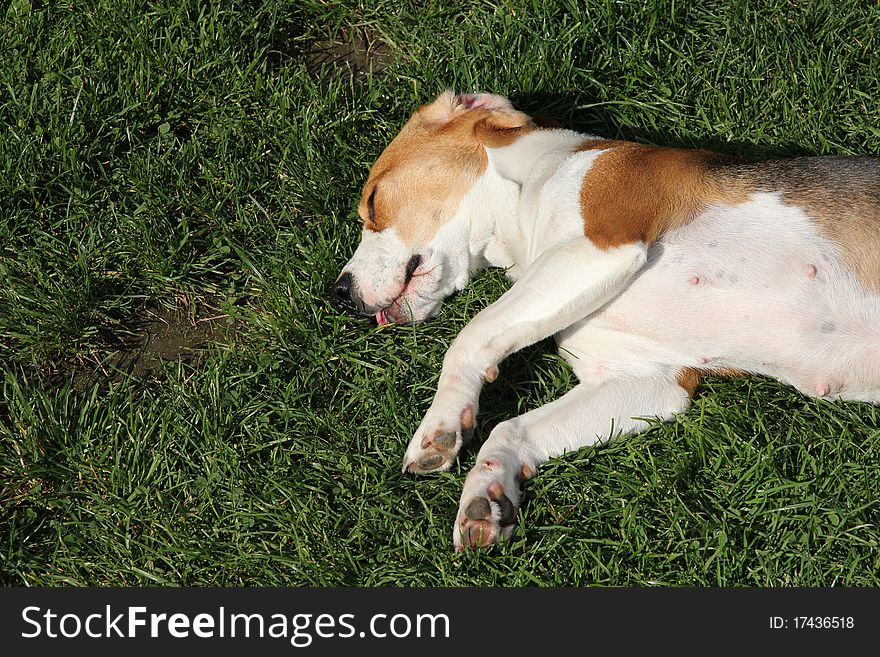Beuatiful dog lying in the garden. Beuatiful dog lying in the garden
