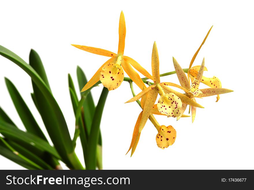 Yellow Cathlea orchid isolated on white. Yellow Cathlea orchid isolated on white