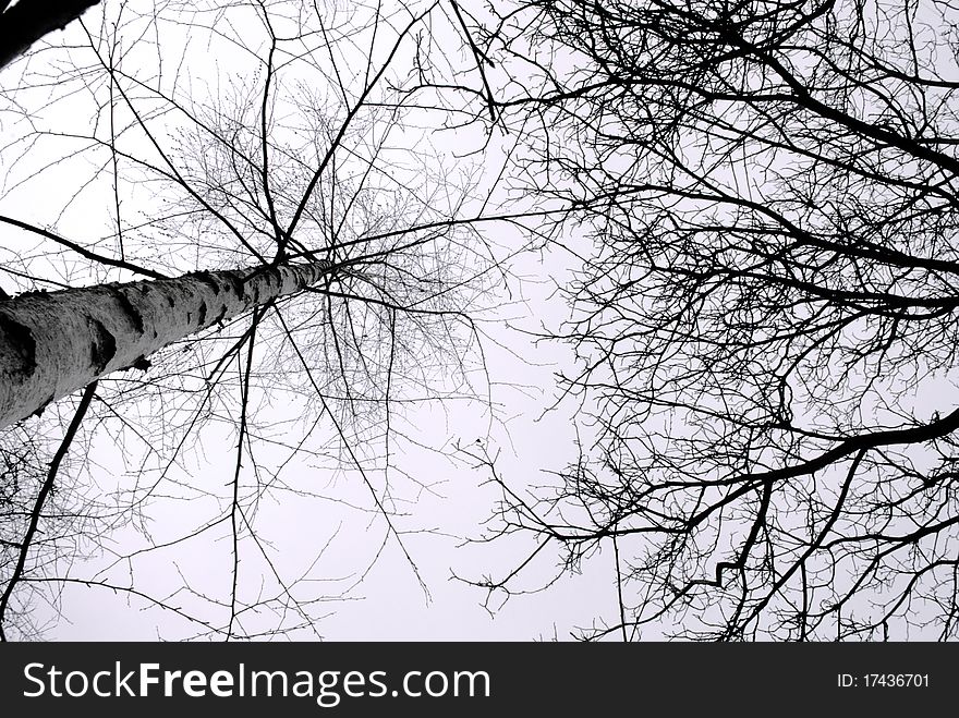 Dead trees with bare branches soar skyward. Dead trees with bare branches soar skyward