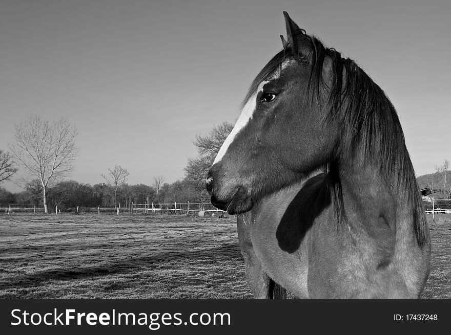 Horse black & white in french farmer.