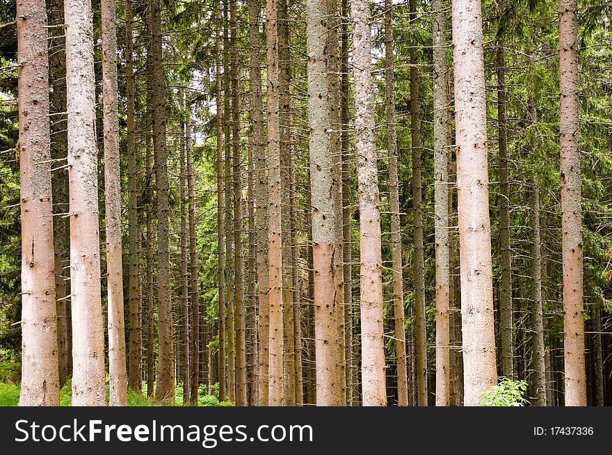 Boles of conifers side by side in the Black Forest. Boles of conifers side by side in the Black Forest