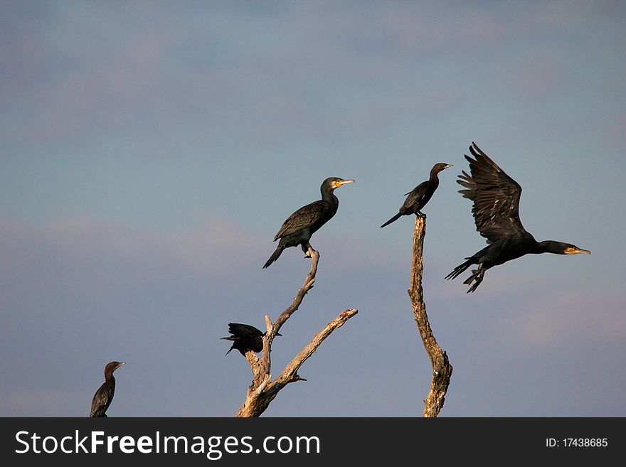 Cormorant In The Danube Delta, Romania