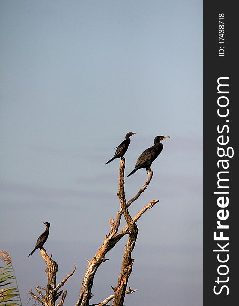 Cormorant in the Danube Delta, Romania