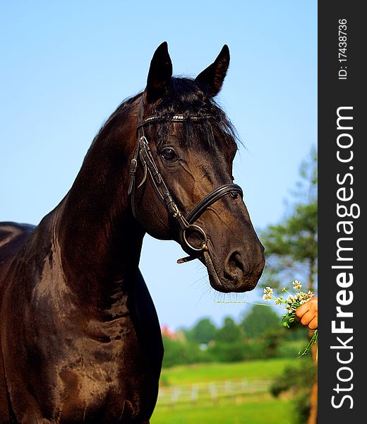 Beautiful black horse outdoor sunny morning. Beautiful black horse outdoor sunny morning