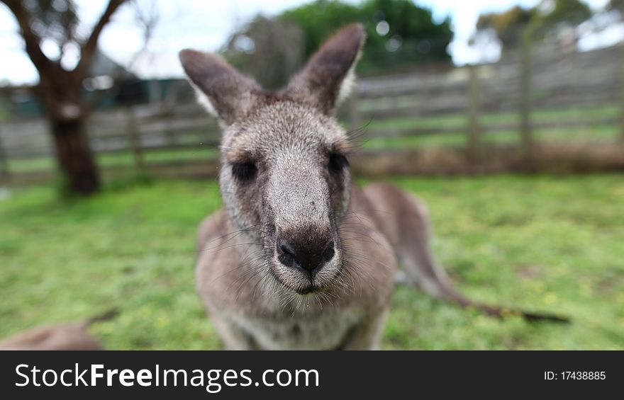 A cute kangaroo in Australia