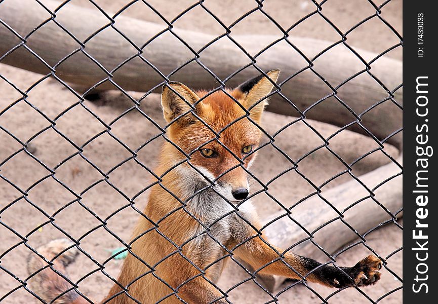 Young fox behind bars at the zoo