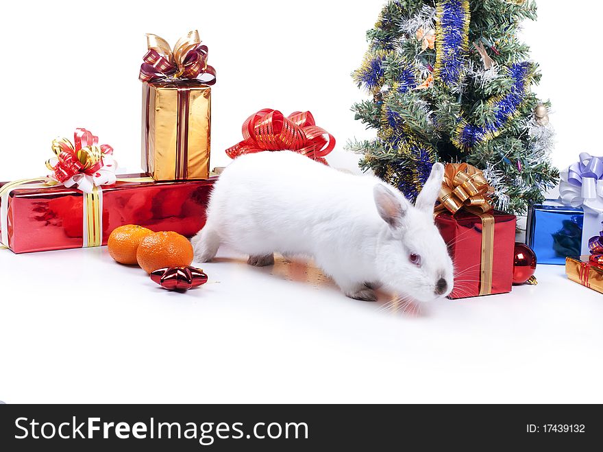 Rabbit with a fur-tree on a white background, is isolated.