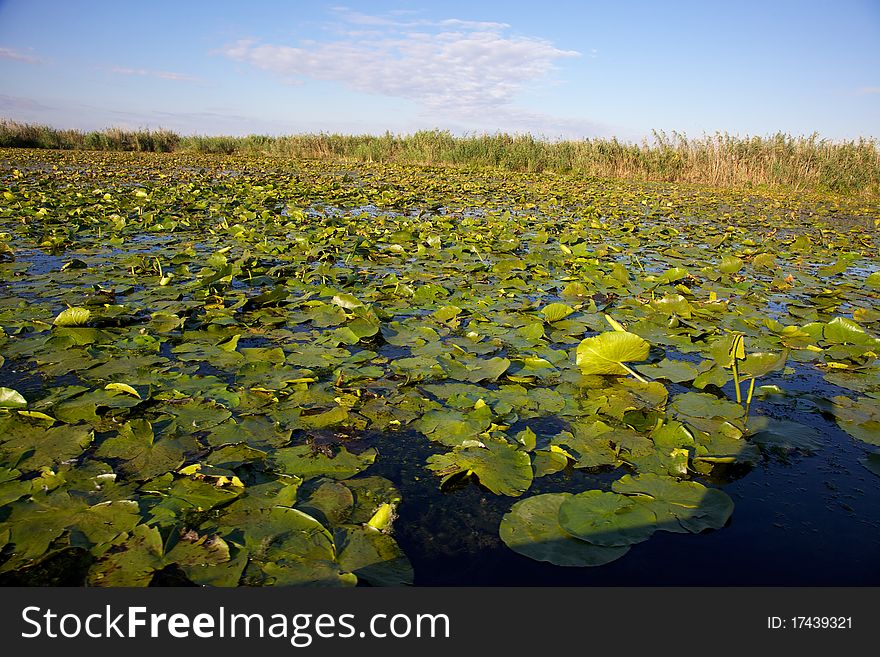 Channel In The Danube Delta, Romania