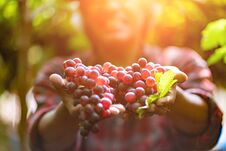 Senior Farmers Hands With Freshly Harvested Black Or Blue Grapes Royalty Free Stock Images