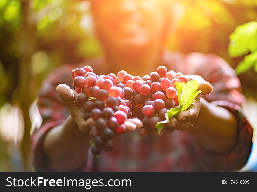 Senior Farmers Hands With Freshly Harvested Black Or Blue Grapes