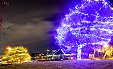 Illuminated Tree Stock Image