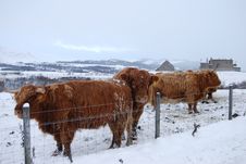 Cattle At Ruthven Stock Photos Cattle At Ruthven Stock Photos