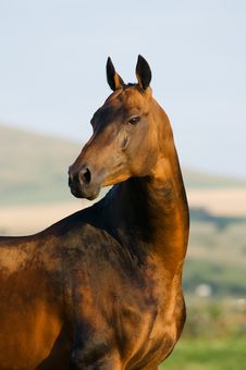 Bay Horse Portrait Royalty Free Stock Photo