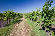 Vineyard Stock Image Vineyard Stock Image