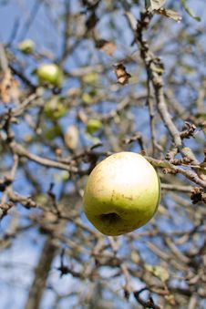 Apple Tree Stock Images Apple Tree Stock Images
