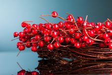 European Holly Royalty Free Stock Images European Holly Royalty Free Stock Images