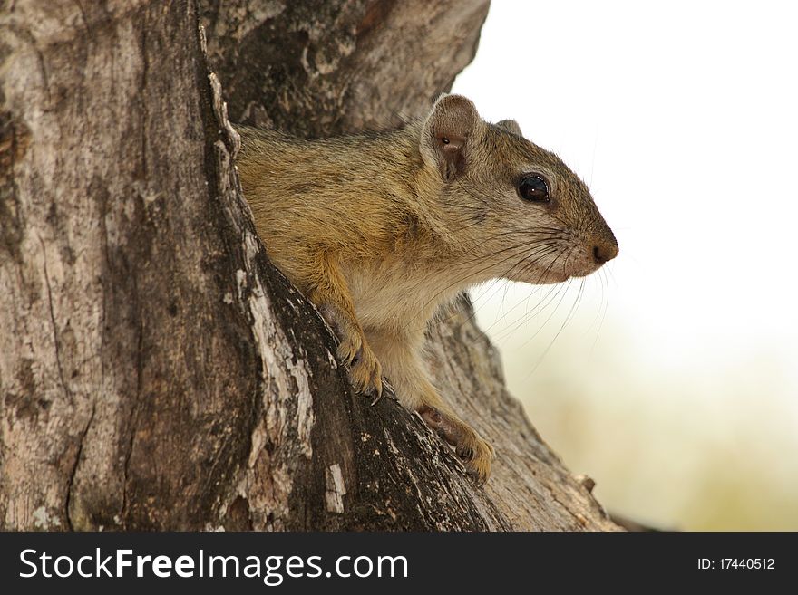Image of squirrel in a tree.