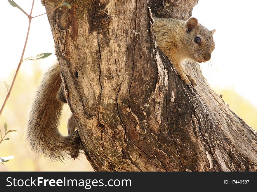 Image of squirrel in a tree. Image of squirrel in a tree.