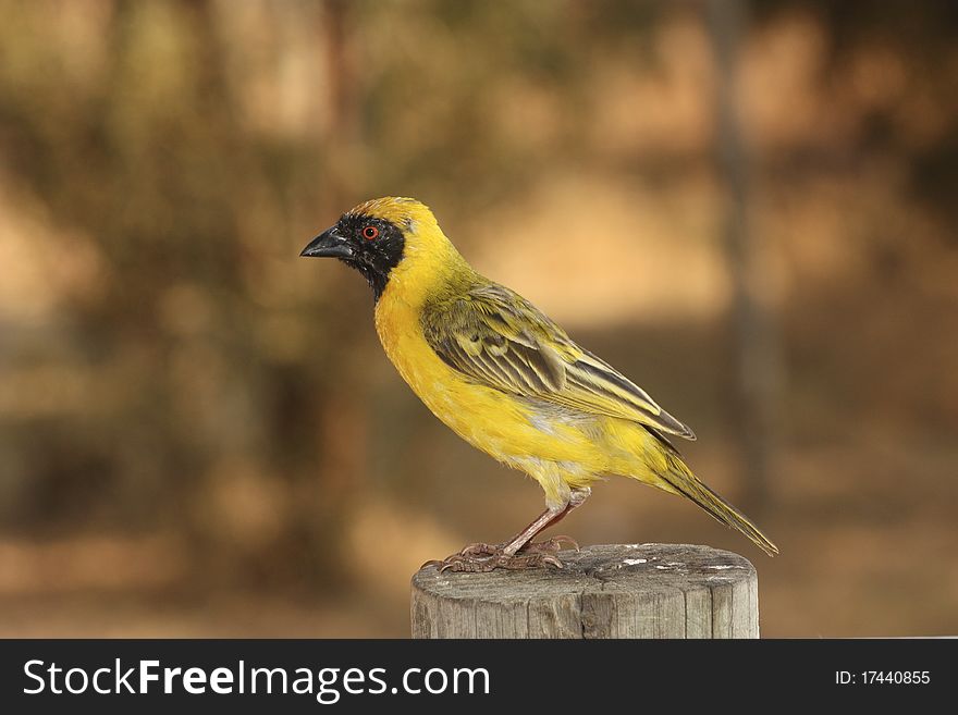 Image of a village weaver.