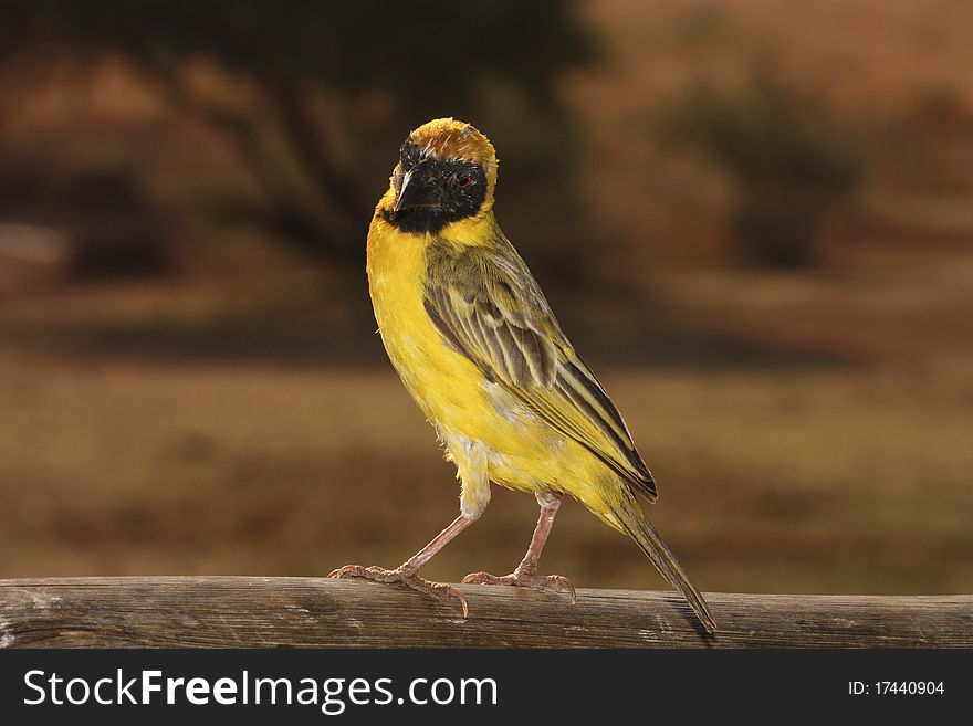 Image of a village weaver (front view).