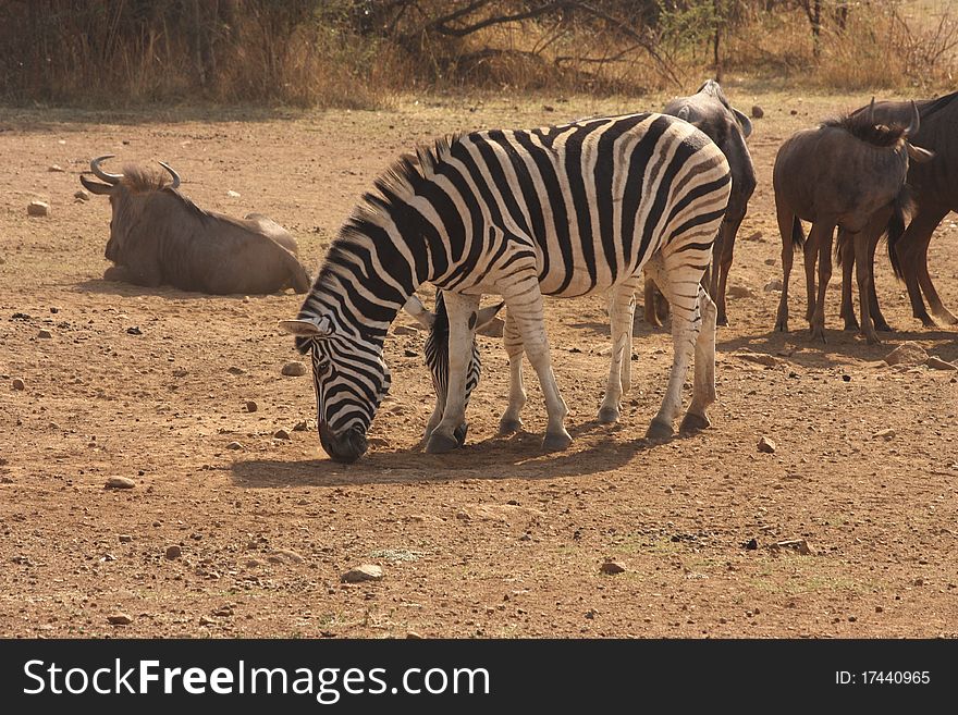 Image of a zebra grazing.