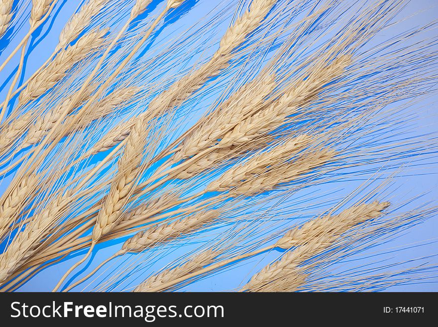 Background with gold  ear of wheat