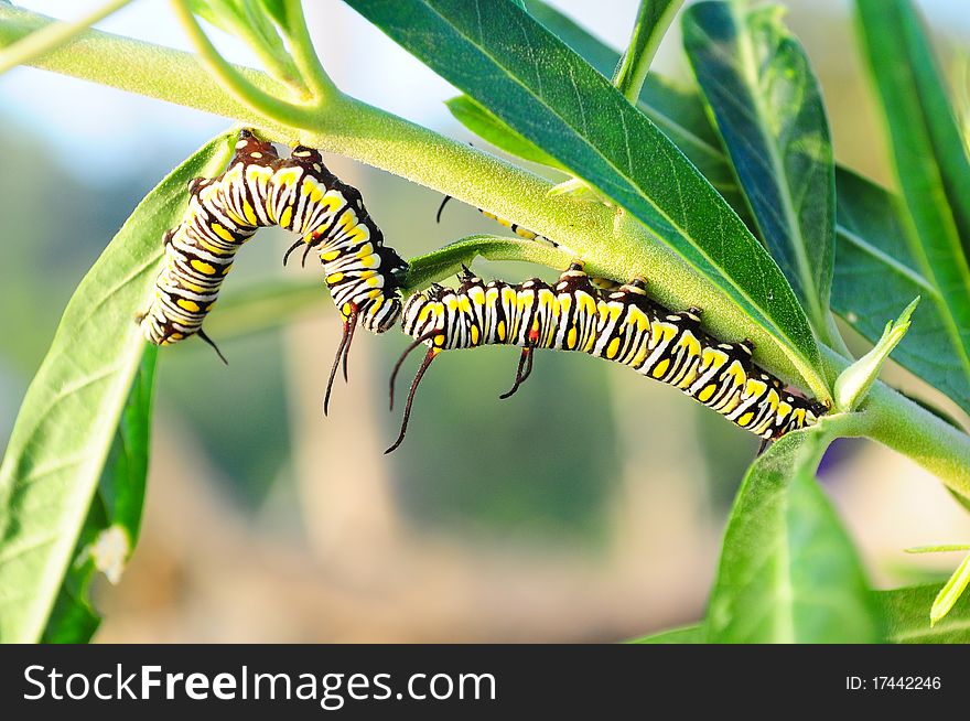 The meeting of a worm. The meeting of a worm.