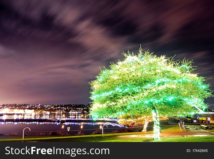 Green illuminated tree on the Lake Washington. Green illuminated tree on the Lake Washington