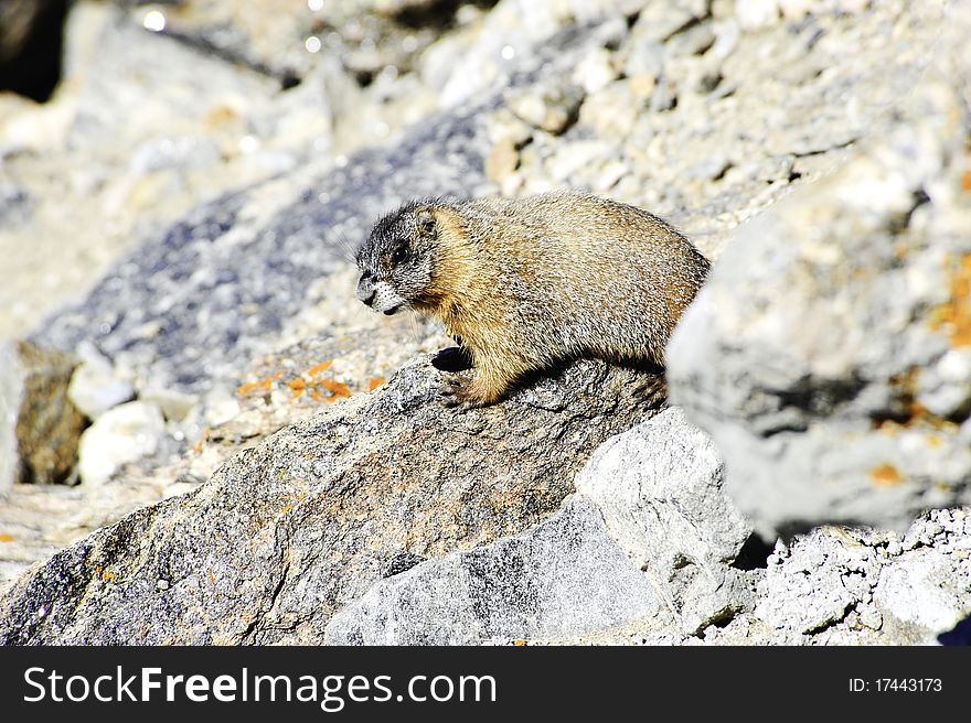 A yellow bellied marmot on a lichen covered rock