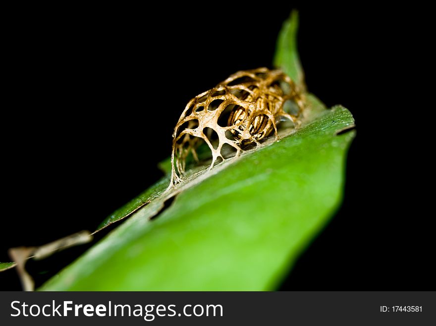 Moth cocoon in a cage fungus on leaf. Moth cocoon in a cage fungus on leaf.