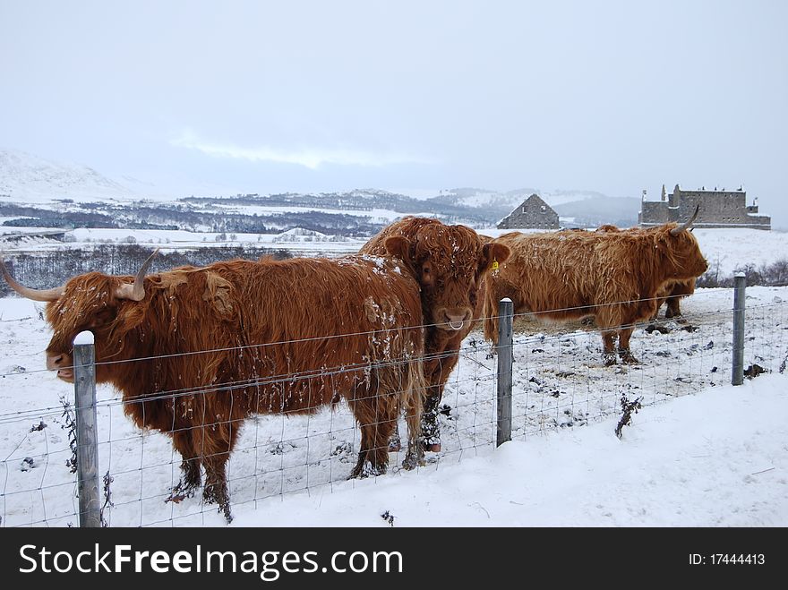 Cattle At Ruthven