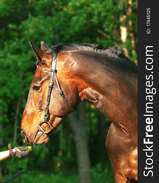 Portrait of the bay horse and hand outdoor park