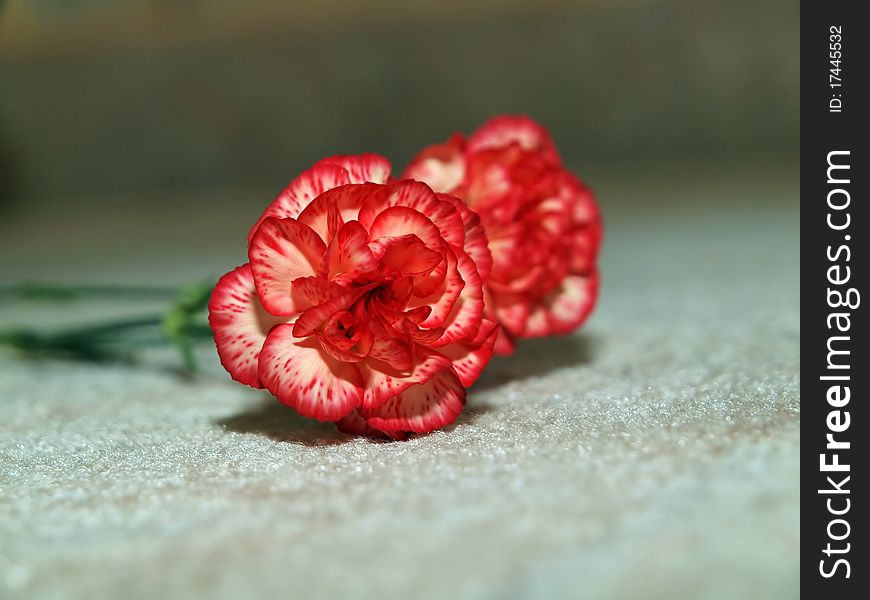 Close up of carnations laying on a carpet.