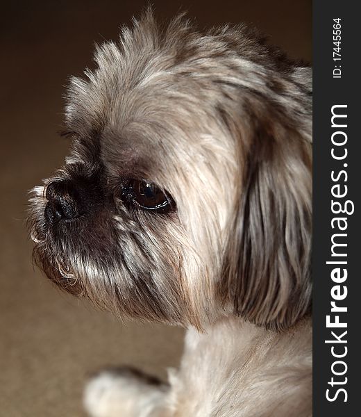 Close up of a cute shih tzu.