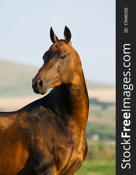 Bay horse portrait in summer