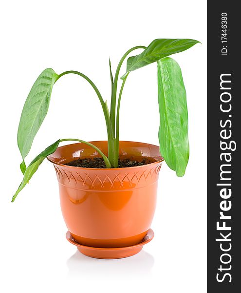 Potted plant dieffenbachia, isolated on white background