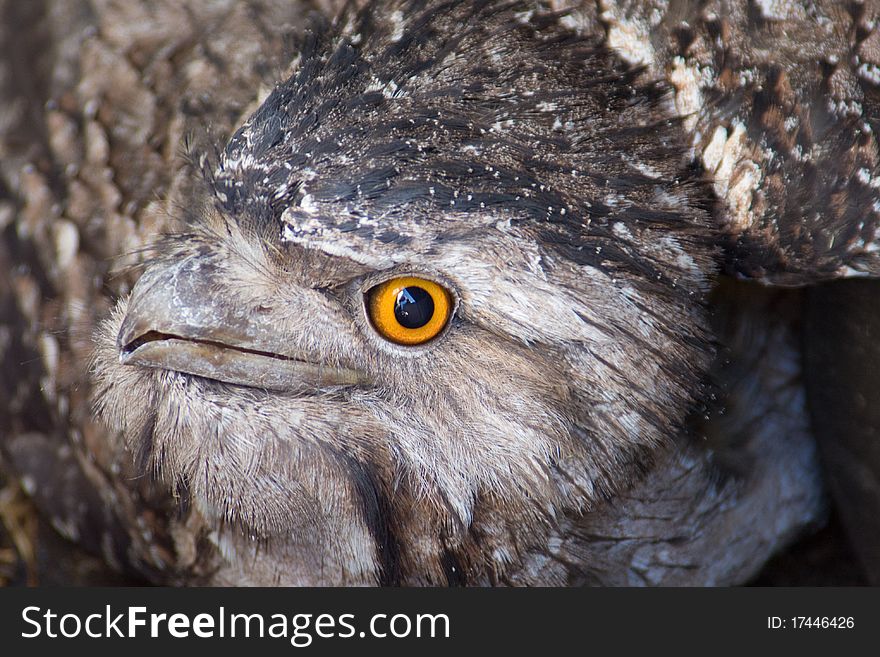 Close up picture of a Tawny Frog Mouth Owl