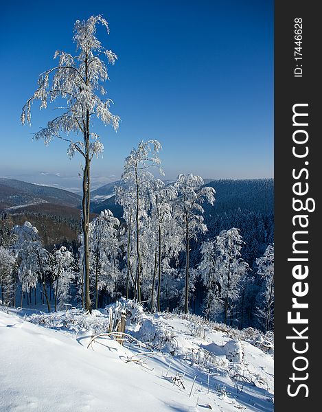 Lonely snowy trees in Poland