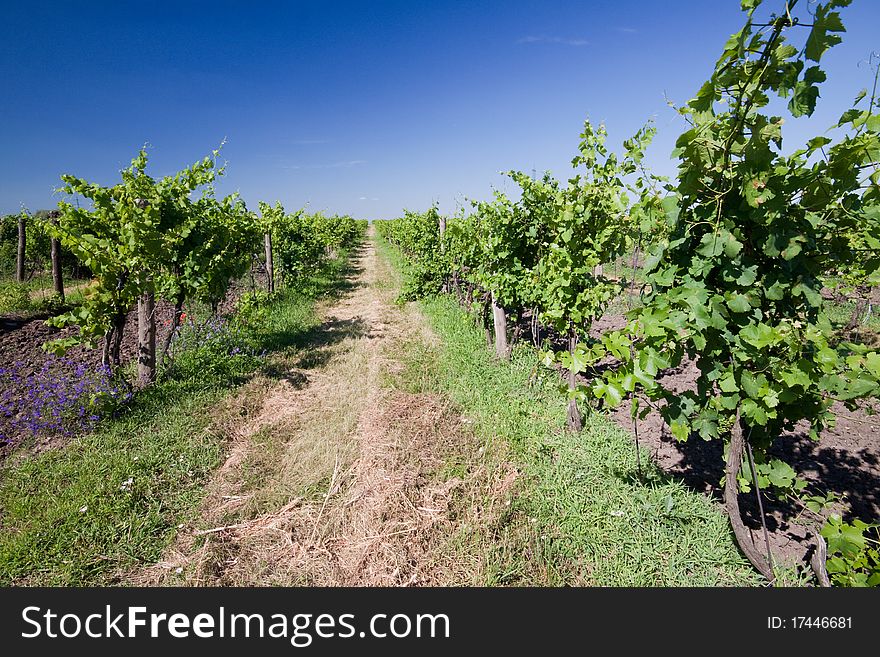 A vineyard field in Czech republic.
