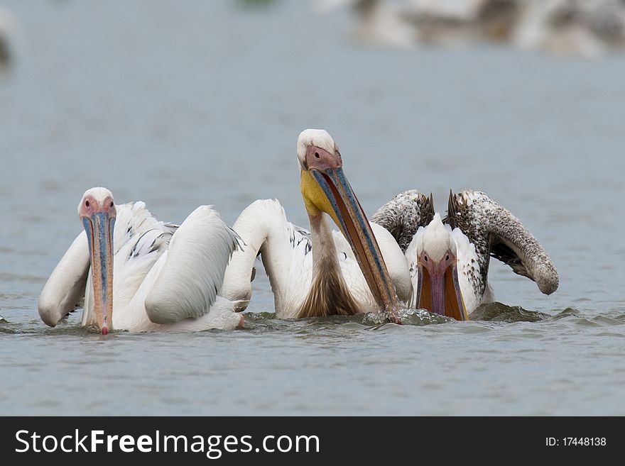 White Pelicans Fishing in Danube Delta