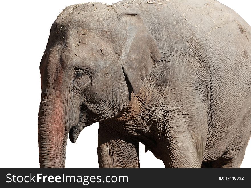 Closeup of an elephant isolated on white